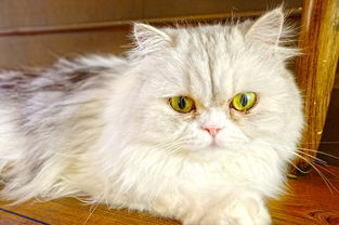 女子花2万割双眼皮后变悲伤蛙,美容手术背后的风险与警示 女子花2万割双眼皮后变悲伤蛙,美容手术背后的风险与警示