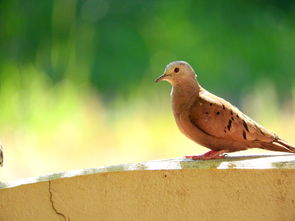 网红猪鲤疑撑死背后,消费文化、动物权益与道德反思 网红猪鲤疑撑死背后,消费文化、动物权益与道德反思