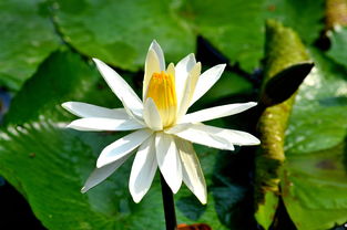 巴西木开花的美丽与隐忧，新时代装潢达人的解析