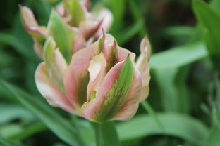 牡丹花的魅力——一种优雅的花种