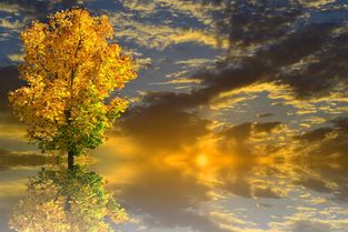 香樟树的守护神,生活中的自然力量 香樟树的守护神,生活中的自然力量