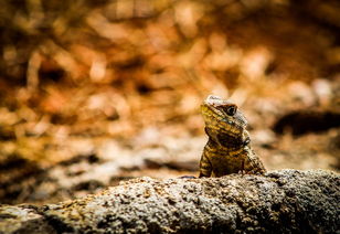 寻找唐山橡树湾的绿色宝石 寻找唐山橡树湾的绿色宝石
