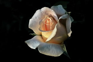 了解丝绸，从了解蚕丝开始