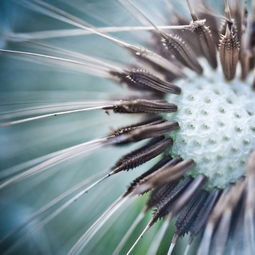 探索叶片的微观世界，观察叶片的结构