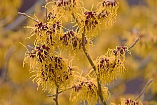 黄金时代，探寻珍稀植物——金丝楠木