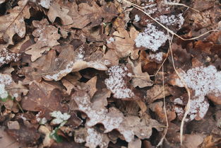 冬季的魅力，如何在家里种下一颗温暖的冬青树