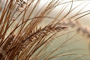 走进自然的富饶画卷，富贵竹的神奇力量