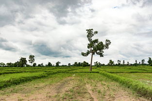 农村陋习整治,从细节入手,塑造美好乡村 农村陋习整治,从细节入手,塑造美好乡村