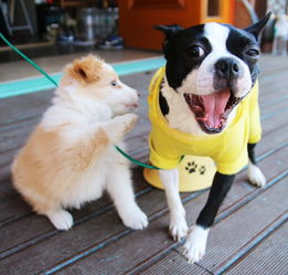 建议统一公布禁养犬大型犬名录，城市安全与犬类管理的双赢策略