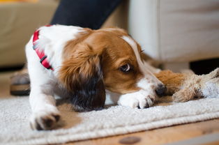 男子给狗做敖闰造型秒变气质龙