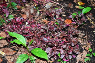 深圳疫情最新动态，了解、预防与应对