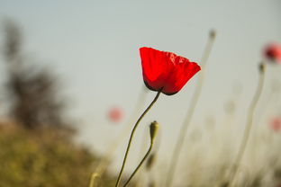 安庆疫情最新动态，今日新增一例病例的深入分析与应对策略