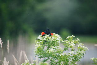 认识乔木，大自然中的高大植物家族