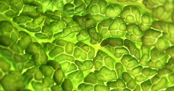 又贵又难吃的羽衣甘蓝被疯抢,一场健康风潮的启示 又贵又难吃的羽衣甘蓝被疯抢,一场健康风潮的启示