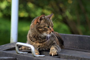 柯基打架输了气绝身亡，宠物间的争斗与主人责任