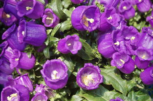 巴西木的神秘花朵，美丽背后的真相