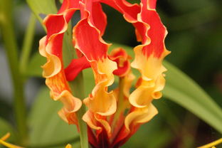 血龙木手串，自然的馈赠与心灵的守护