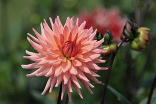 花的学校，探索泰戈尔笔下自然与教育的和谐共鸣