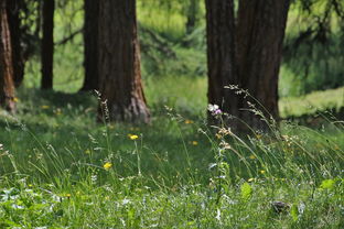 绿色家居,环保生活新选择 绿色家居,环保生活新选择