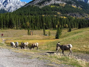 黄山奇石，自然奇观与教学实践的完美融合