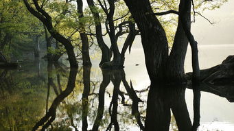 鹿和狼的故事,自然生态平衡的启示 鹿和狼的故事,自然生态平衡的启示