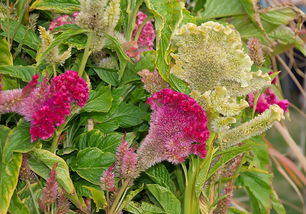 北京疫情新动态,新增9例本土确诊的应对与预防 北京疫情新动态,新增9例本土确诊的应对与预防