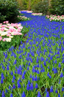 春到梅花山，花开盛世，香气满园