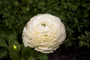 广西疫情新动态，理解本土无症状感染者的重要性