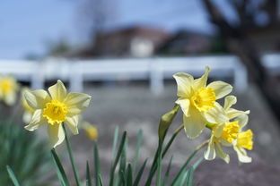 水仙花与风水，如何通过花卉布置提升家居能量