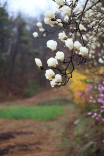 探索生命的奥秘,生物教学案例的生动实践 探索生命的奥秘,生物教学案例的生动实践