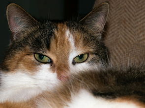 疫情新动态，31省新增11例，本土病例8例，我们如何保持警惕？