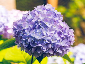 火山石，自然赠予的多功能宝石