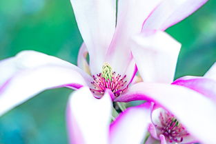 细叶君子兰，优雅与坚韧的自然杰作