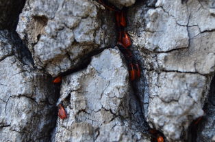 滑石粉的奥秘，从自然矿物到日常生活的多功能伙伴