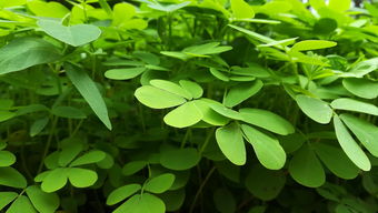 橡皮树，绿色守护者与室内环境的和谐共生