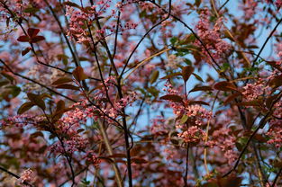 春日序章，迎春花的绽放时刻与观赏指南