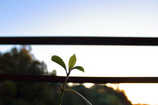 美大太阳能，照亮未来生活的绿色能源