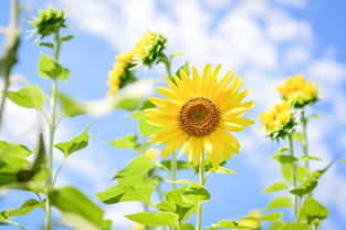 太阳花，永恒的向日葵，独特的象征意义