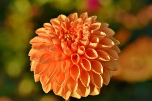 凤梨花的养护技巧,让家中的绿植更加绚丽多彩 凤梨花的养护技巧,让家中的绿植更加绚丽多彩