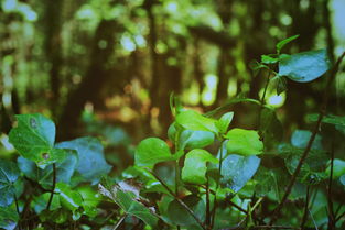 被子植物门，装点绿色世界的装潢艺术