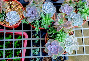 滴水观音怎么养?从零基础到绿植达人只需这些步骤 滴水观音怎么养?从零基础到绿植达人只需这些步骤