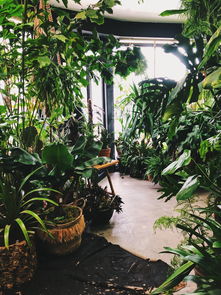 室内盆栽植物网购全攻略，选择、养护与搭配技巧