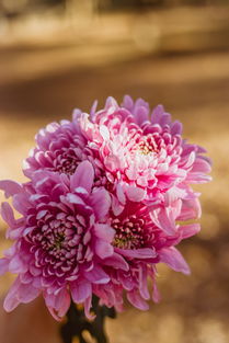 丝网花制作图片，创意与生活艺术的完美结合