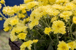 桂花价格表，让您的赏桂买桂更从容