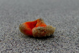 大自然的绿色海绵—乌拉草 大自然的绿色海绵—乌拉草