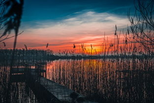 崇明海上普罗旺斯，一片盛开在东海之滨的浪漫花海